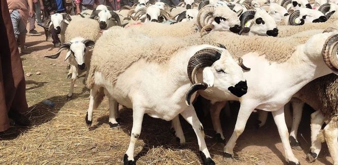 ضبط السوق ومحاصرة “الشناقة”.. مجلس المنافسة يطلق يد أخنوش