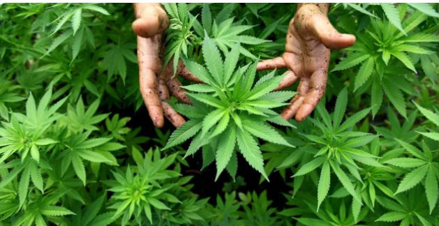 من ثمار تقنين القنب الهندي..استخلاص 140 منتجا طبيا