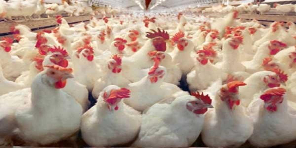 بين اداعات “نظام الطيبات” واختلال السوق..انهيار ال